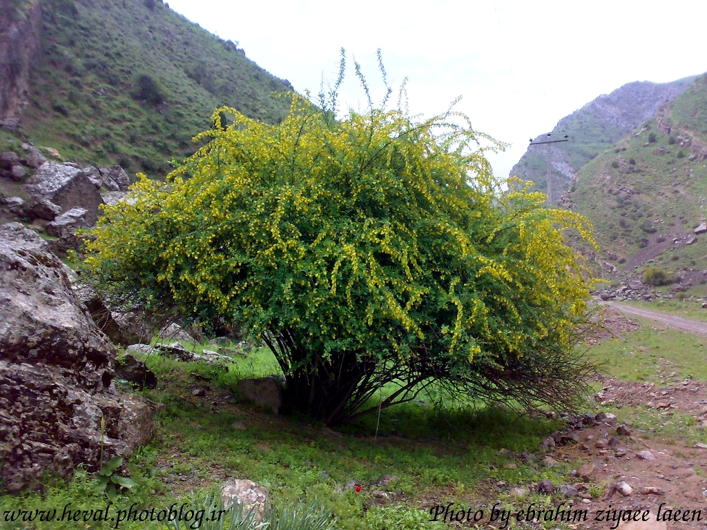 معرفی و راهنمای پرورش گیاهان دارویی - آنغوزه